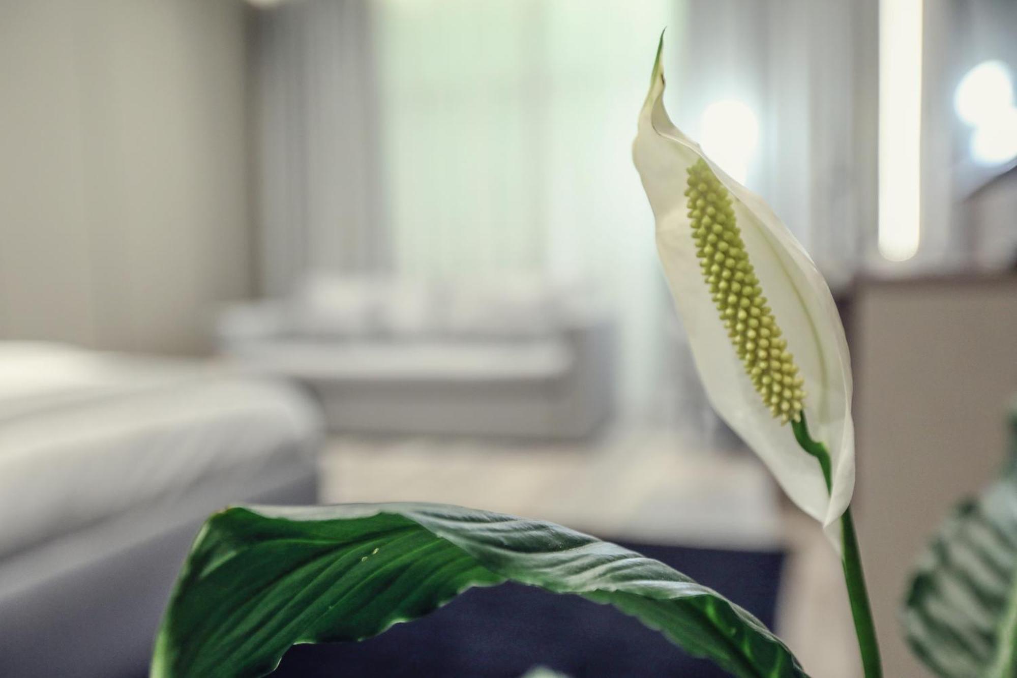 Hotel Dirista Σκόδρα Εξωτερικό φωτογραφία